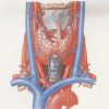 tiroide ghiandola endocrina